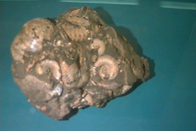 Jeden z amonitów z łukowskich złóż przechowywany w miejscowym muzeum regionalnym