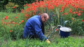 Jak za 500 zł zostać rolnikiem, ogrodnikiem i sadownikiem 
na 300 metrach kwadratowych (Karol Zienk