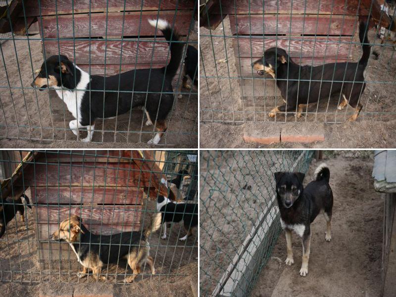 Kolejne psy czekają na swój dom: Aza (u góry po lewej), Iza (u góry po prawej), Dora (na dole po lew