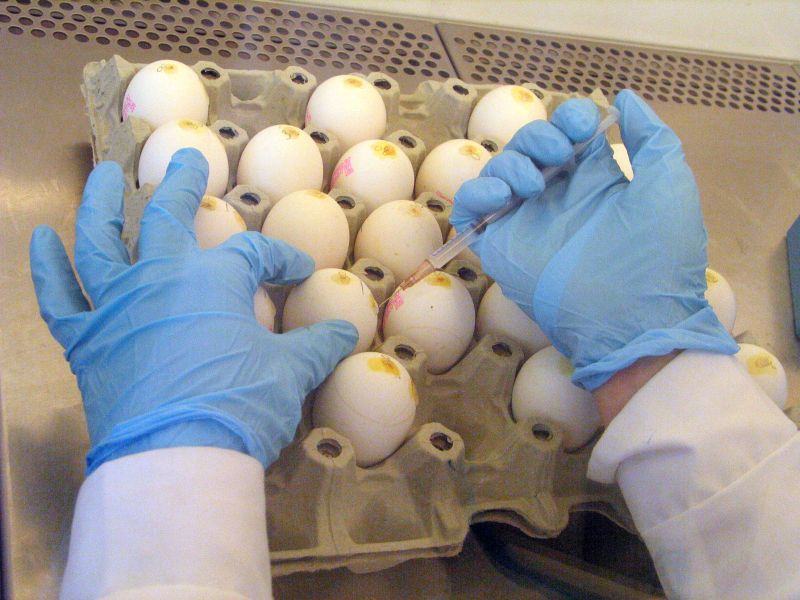 Co trzecie zbadane przez inspektorów jajko miało niewłaściwe oznaczenia. (Archiwum)