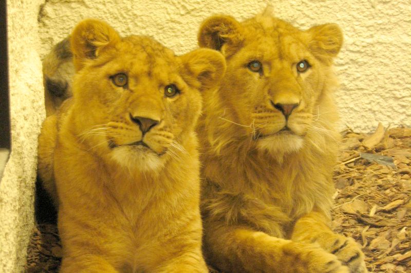 Zamojskie lwy są jedną z największych atrakcji ogrodu zoologicznego. (Archiwum)