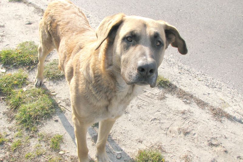 Pies został odłowiony na terenie gminy Puchaczów i odwieziony do schroniska w Nowodworze (Czytelnicz