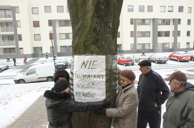 W środę drzewa nie zostały wycięte (Maciej Kaczanowski)