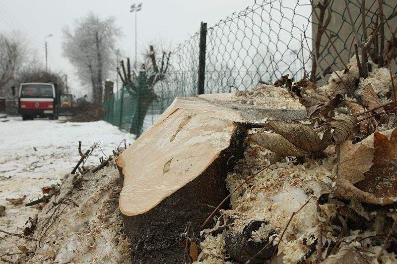 Władze uznały, że stare drzewa stwarzają zagrożenie m.in. dla dzieci<br />
 (Maciej Kaczanowski)