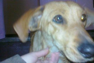 Znaleziona suczka łasi się do ludzi (Danuta Weremczuk)