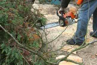 Ekolodzy z VIRIDIS uważają, że zamiast wycinać chore drzewa, należy je leczyć. (archiwum)