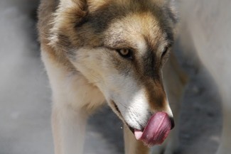 Zdaniem myśliwych i leśników pogłowie tych drapieżników z roku na rok wzrasta (naneki / sxc)