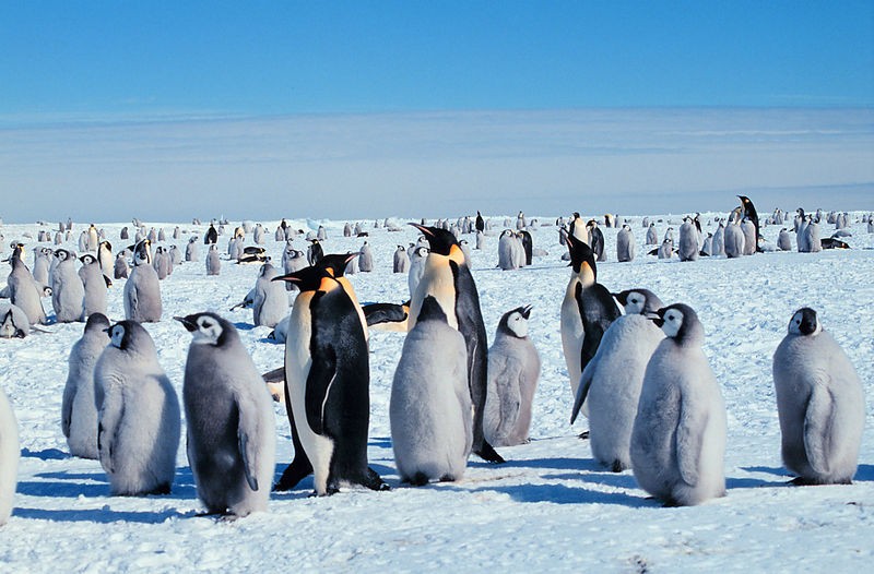 Naukowiec lubelskiego Uniwersytetu Przyrodniczego bada Antarktydę (Giuseppe Zibordi / sxc)