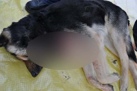 Psa zastrzelono we wtorek rano (KPP Biłgoraj)