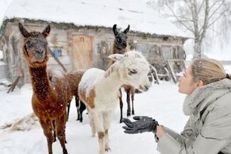 Rozalia Mancewicz, Miss Polonia 2010, z alpakami z gospodarstwa agroturystycznego jej rodziców w Pom