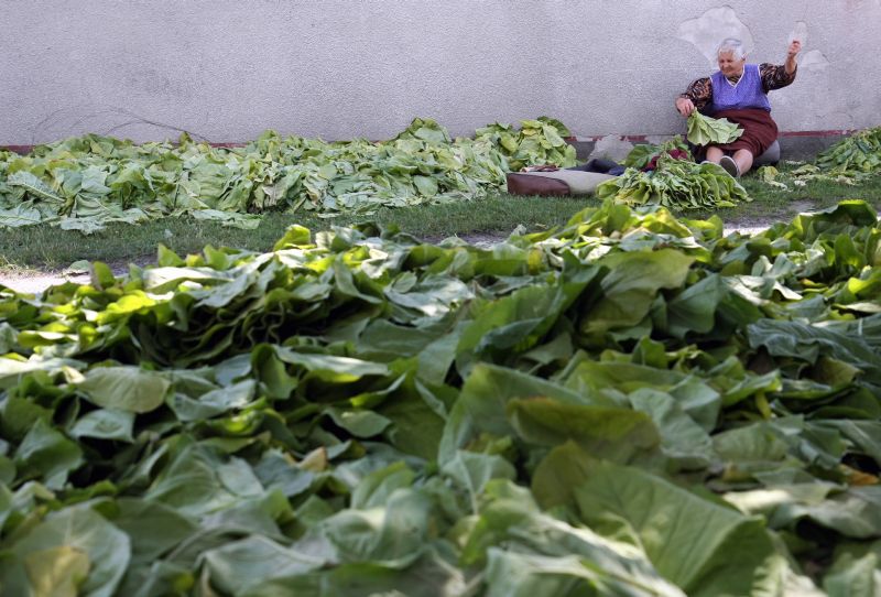 Na pieniądze mogą liczyć plantatorzy uprawiający tytoń typu Virginia i Burley, jak też odmiany tyton