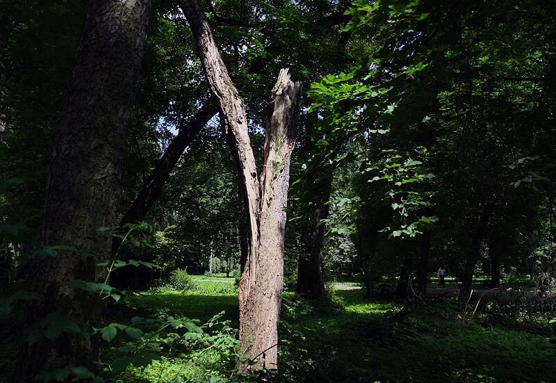 Włamywacze zakopali łupy w lesie (Jacek Świerczyński / Archiwum)
