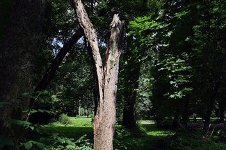 Włamywacze zakopali łupy w lesie (Jacek Świerczyński / Archiwum)