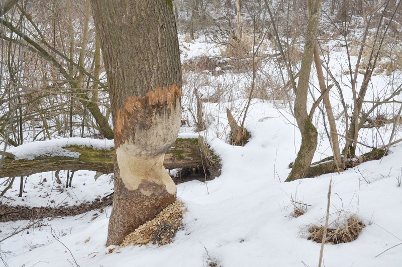 Jedno ze zniszczonych przez bobry drzew (Archiwum)