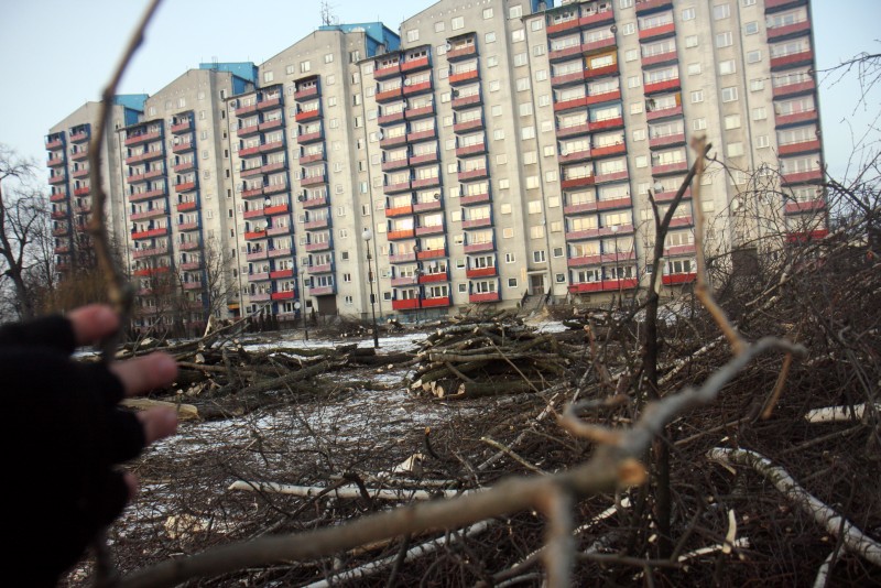 4 lutego z tego terenu wycięto kilkadziesiąt drzew (Jacek Świerczyński / Archiwum)