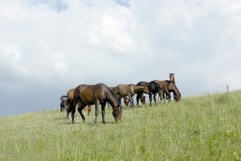 Specjalne zajęcia poświęcone będą formom i sposobom użytkowania koni, m.in. w agroturystyce, rekreac