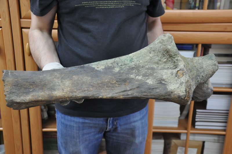 Kość mamuta  (ANDRZEJ CZERWONKA)