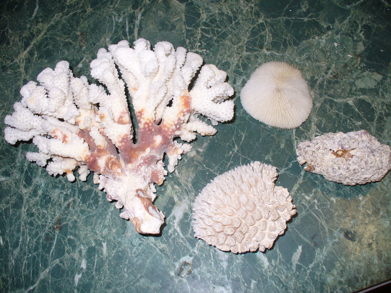 Wszystkie koralowce rafotwórcze objęte są miedzynarodową ochroną (Izba Celna w Białej Podlaskiej)