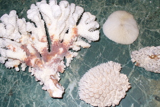 Wszystkie koralowce rafotwórcze objęte są miedzynarodową ochroną (Izba Celna w Białej Podlaskiej)