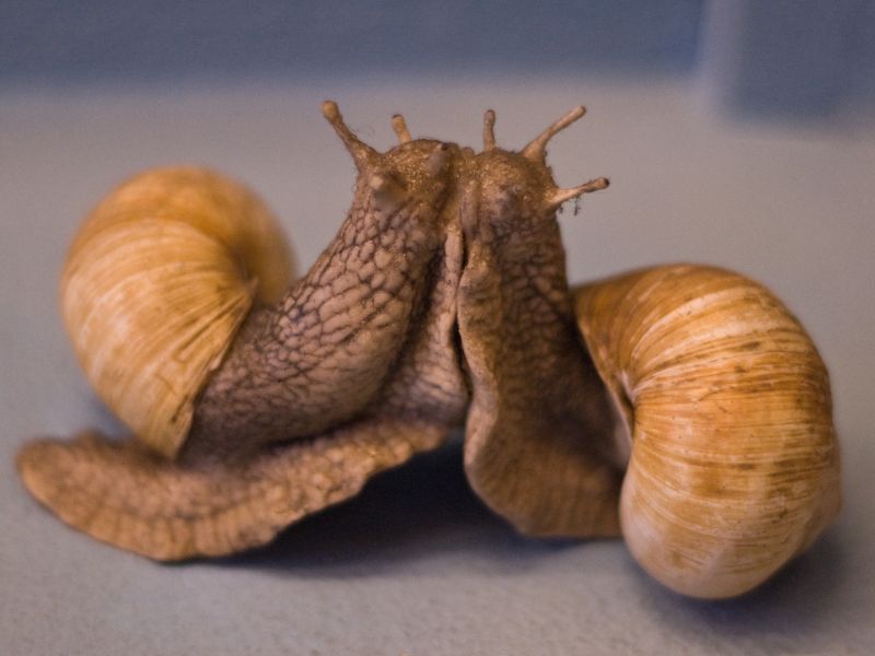 W Polsce można zbierać tylko ślimaki o średnicy muszli powyżej 30 mm (sxc.hu)