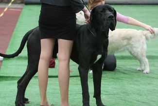 Wystawa psów w Lublinie już 22 kwietnia