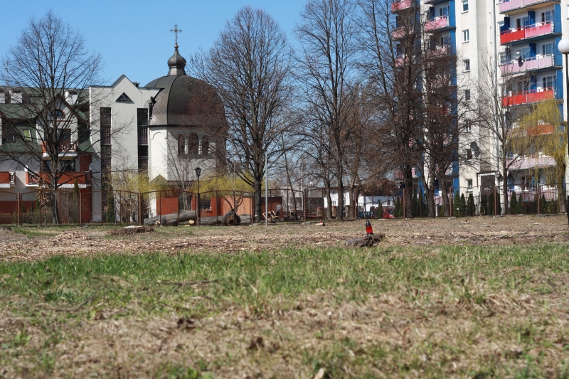 To parafia prawosławna złożyła prośbę o zezwolenie na wycięcie drzew dla celów inwestycyjnych (Łukas
