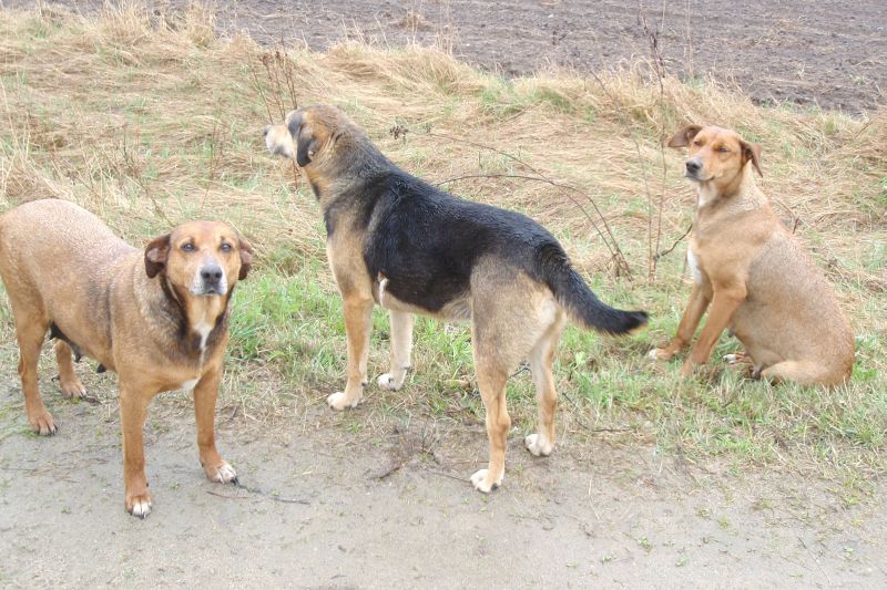 Psy szukają nowego opiekuna (Fundacja Lubelska Straż Ochrony Zwierząt )