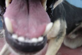 Amstaff zaatakował 36-letnią kobietę (sxc.hu)