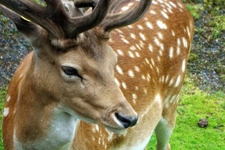 Psy zagryzły stado danieli (Gronvik / sxc)