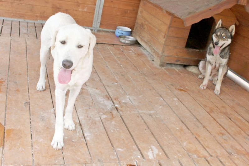 Porzucone psy znalazły opiekę w schronisku (Ewa Bojarczuk)