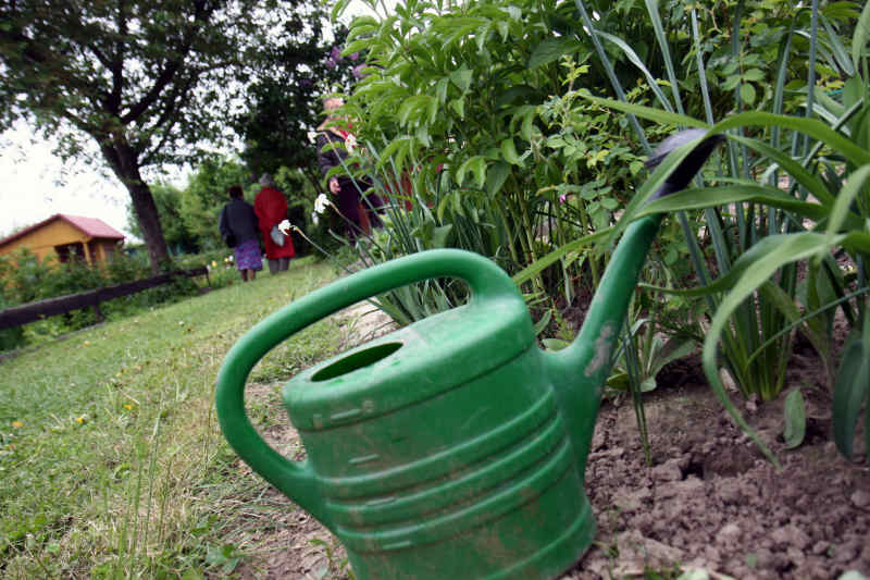 Odcięto nam wodę, a bez wody działki są martwe – mówią właściciele ogródków (Jacek Świerczyński)