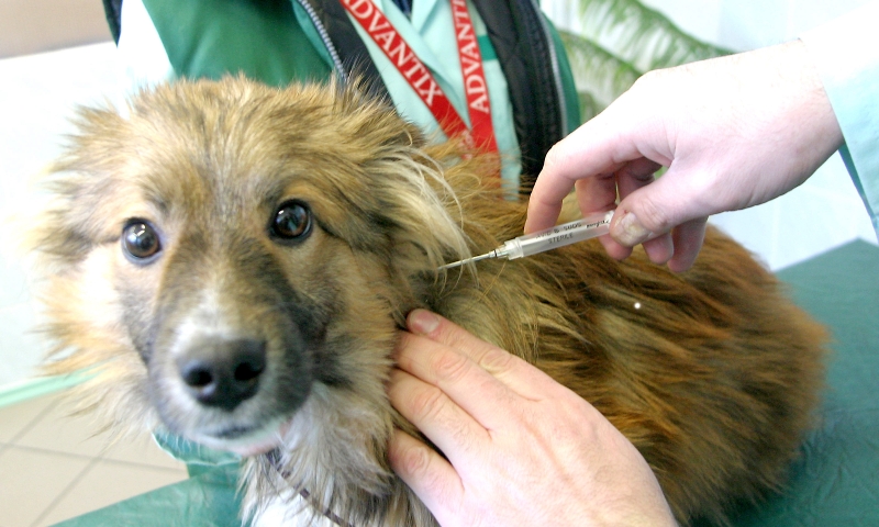 Po raz pierwszy weterynarze wszczepiali psom czipy na koszt miasta w 2005 roku (MACIEJ KACZANOWSKI/A