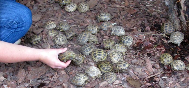 Żółwie odebrane przemytnikom zostały poddane kwarantannie (Leszek Wójtowicz)