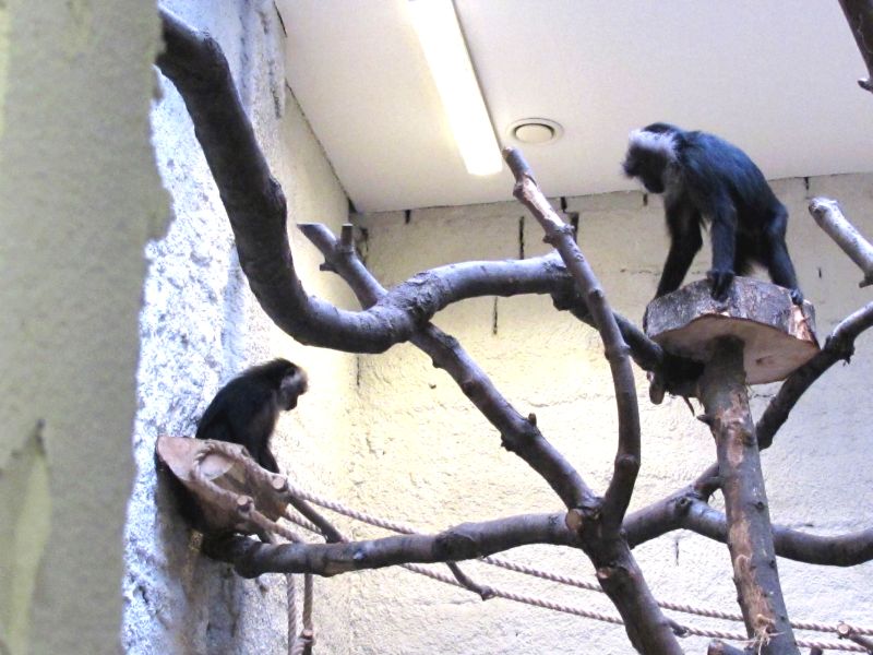 Trzy małpki: 2-letni Salchan, 4-letni Quadian oraz pięciolatek Puttur przyjechały do zamojskiego ogr