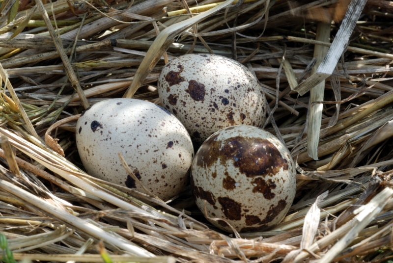 Jedno jajo kurze odpowiada 3- 4 jajom przepiórczym. Na jajecznicę potrzeba co najmniej 20 takich jaj