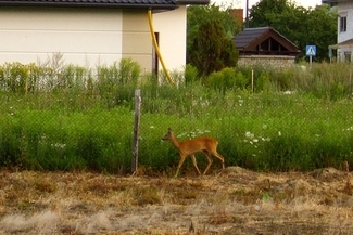 Sarna spędziła noc uwięziona za ogrodzeniem. (Robert Żmuda)