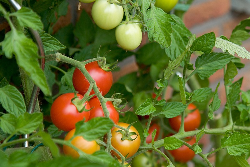 Kwas wyciekł na plantacji pomidorów (Safari11/ sxc)