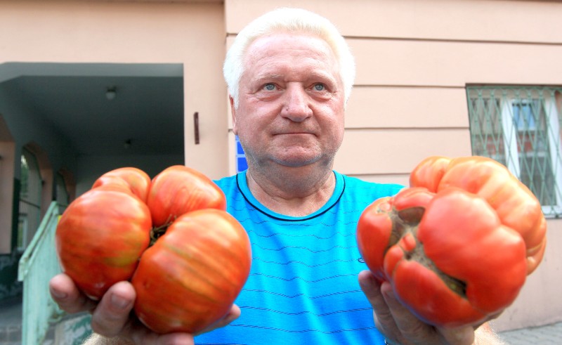 Bogdan Brodacz ze swoimi pomidorami (Wojciech Nieśpiałowski)