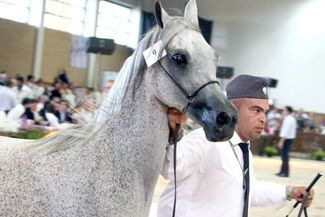 Aukcja koni czystej krwi arabskiej w Janowie Podlaskim organizowana jest już po raz 43 (Jacek Świerc