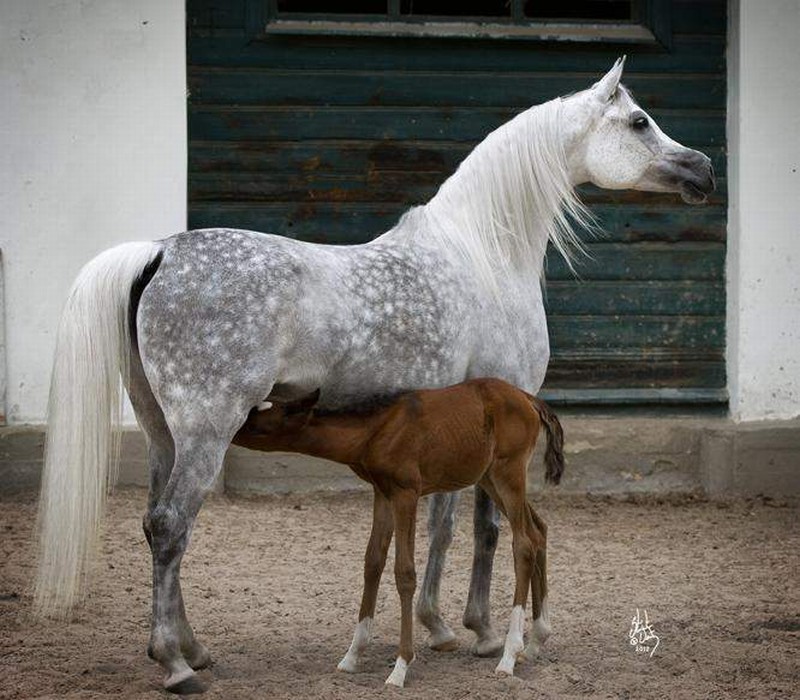 Jeden z koni kupionych przez Shirley Watts (www.prideofpoland.pl)