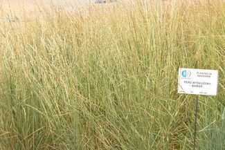 Rolnicy, którzy chcieliby spróbować uprawy perzu, powinni się kontaktować z instytutem w Bartążku. h