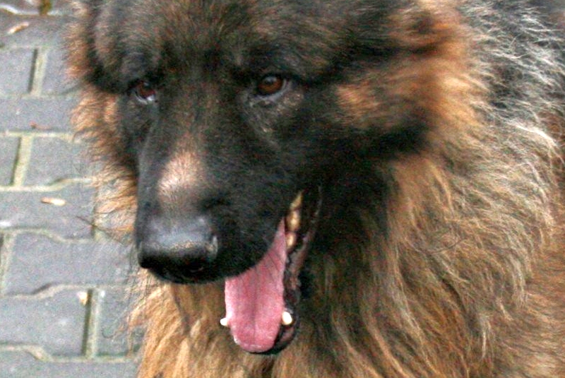 W ciągu najbliższych trzech miesięcy właściciele psów we Włodawie będą mogli za darmo oznakować swoj