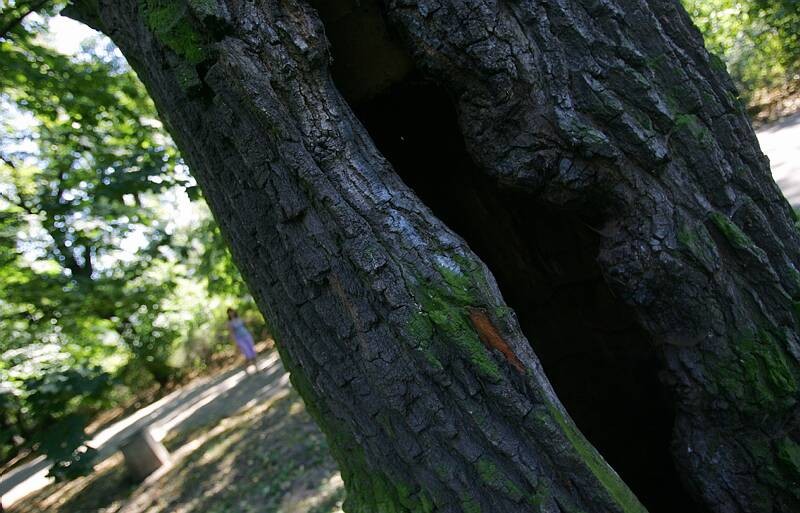Kolejnych 13 drzew ma trafić na listę pomników przyrody (Karol Zienkiewicz / Archiwum)