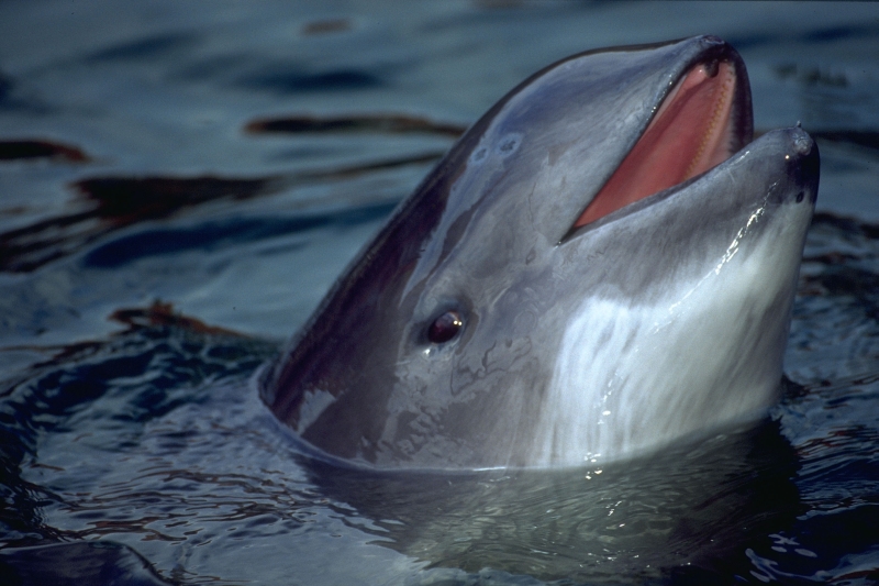 Morświn to daleki kuzyn delfina, jedyny przedstawiciel waleni żyjący w Bałtyku <br />
 (WWF Polska)