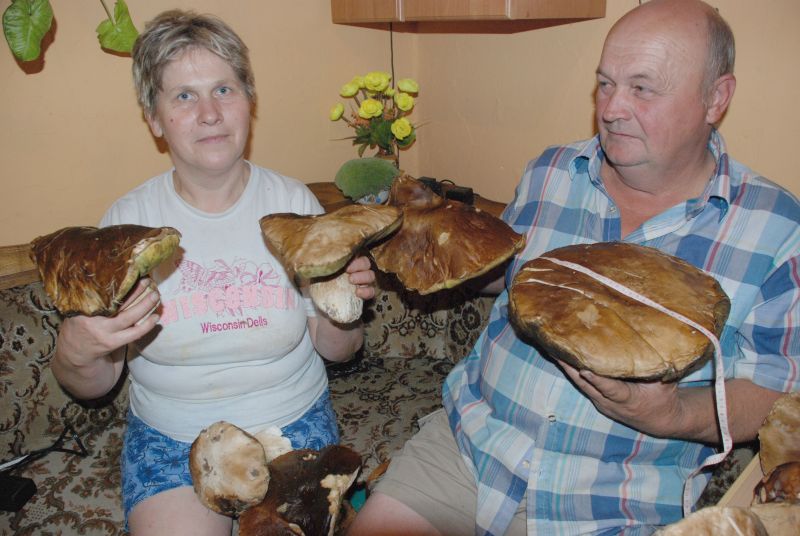 Pan Stanisław w janowskich lasach znalazł ok. 80 grzybów (Zdjęcie od Czytelnika)