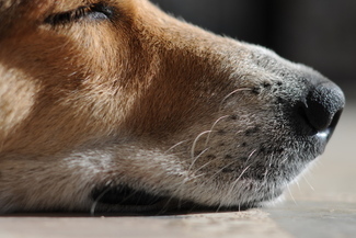 Wyślij do nas zdjęcie swojego pupila. (sxc.hu)