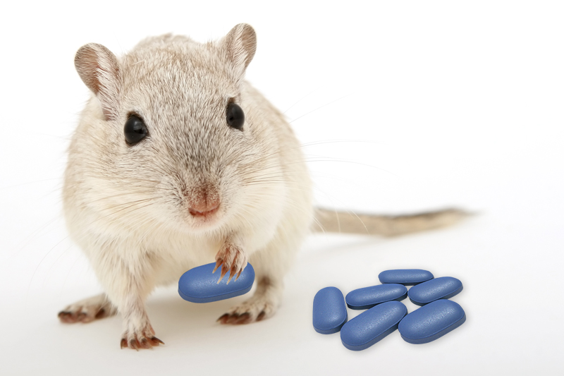 Lubelscy naukowcy wywołują u myszy drgawki, po czym podają im viagrę (sxc.hu (fotomontaż))