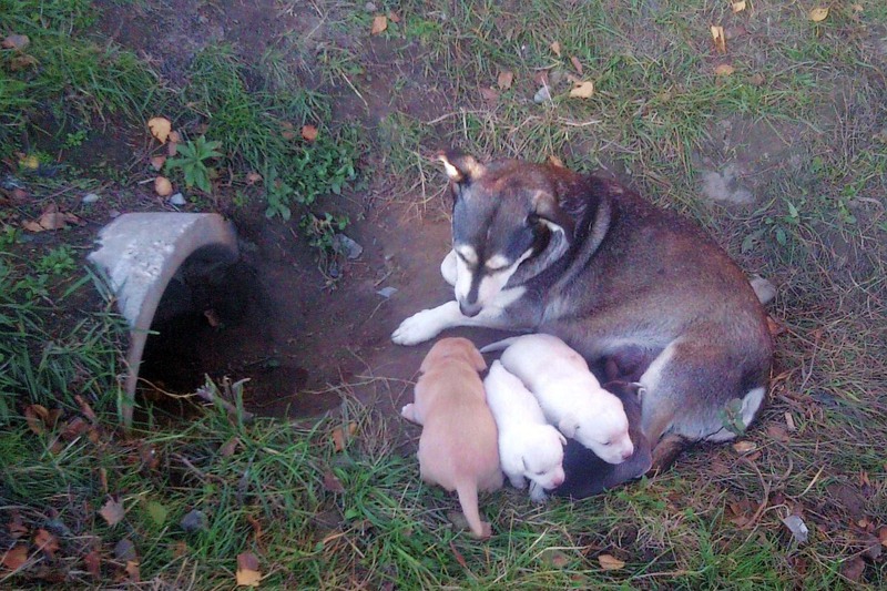 Psia rodzina znalazła dom (Czytelniczka Justyna)
