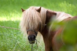 Mężczyzna miał kupić kucyka, ale się rozmyślił. To nie spodobało się jego kompanom. (sxc.hu)
