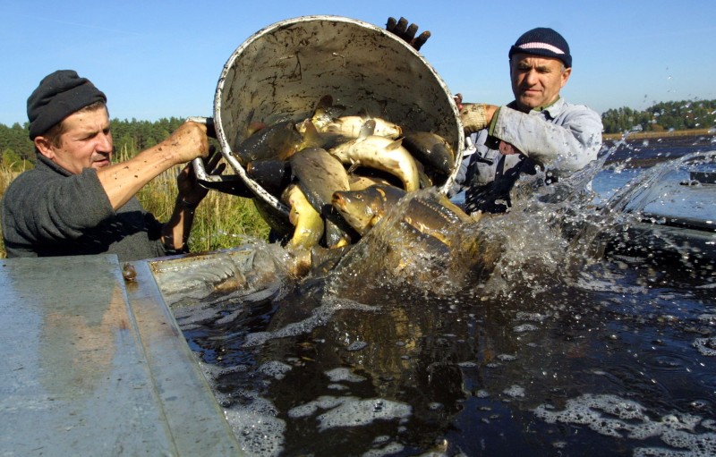 Jak przyrządzać i przyprawiać ryby? (Dorota Awiorko-Klimek)